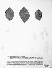 Discosia faginea image